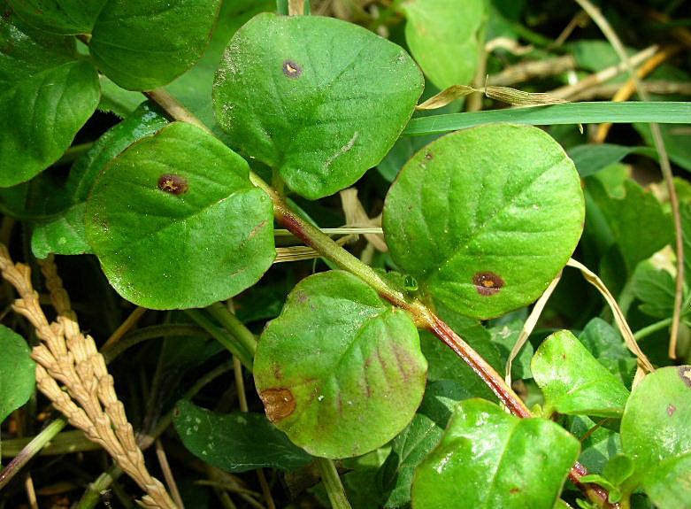 Lysimachia nummularia / Mazza d''oro minore